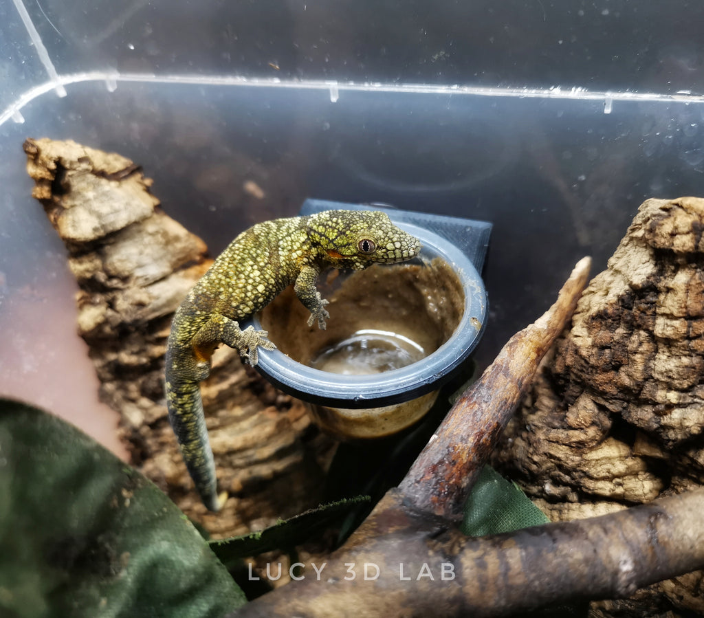 Mini Support with Deep Cup for Geckos and Arboreal Reptiles 4.5 × 3.5h cm – Lucy 3D Lab