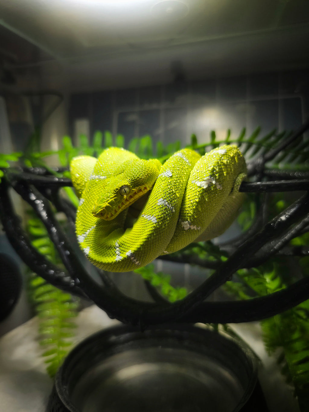 Hanging Vine Support Layout 30.4 x 10 x 14.4h cm for Arboreal Snakes (for Samla 22L model) - Lucy 3D Lab